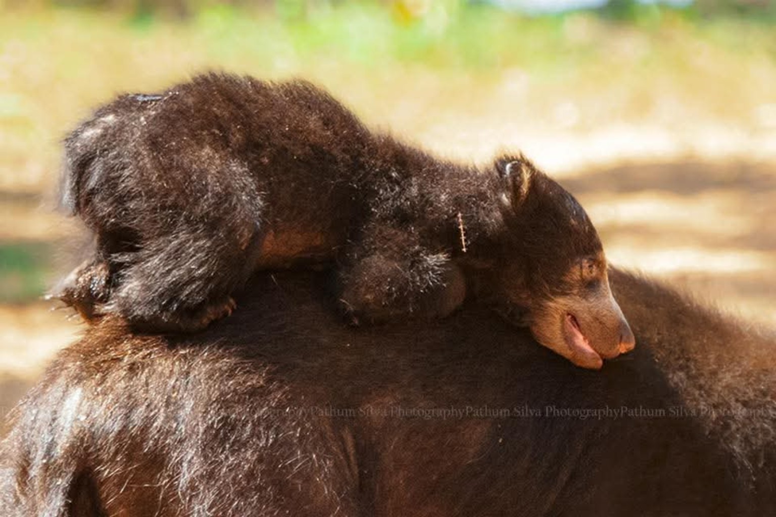 WILDLIFE ADVENTURES