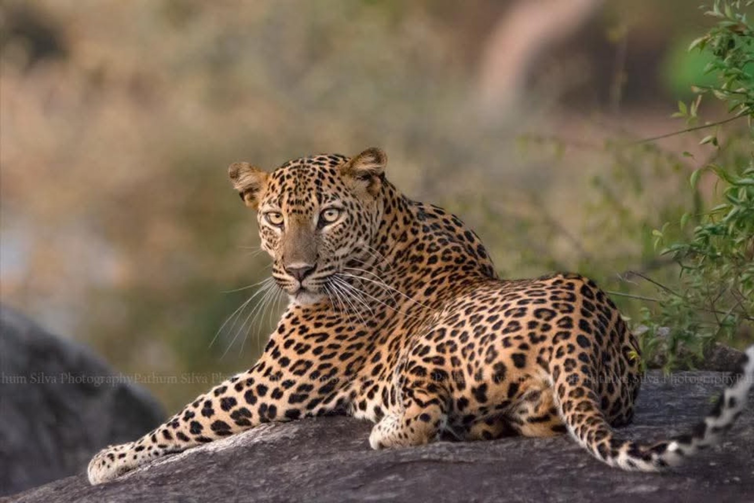 YALA SAFARI TOURS